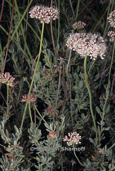 eriogonum fasciculatum 2 graphic